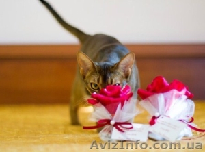 Абиссинский котенок - роскошный подарок для ваших близких  - <ro>Изображение</ro><ru>Изображение</ru> #4, <ru>Объявление</ru> #1493089