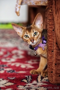 Абиссинский котенок - роскошный подарок для ваших близких  - <ro>Изображение</ro><ru>Изображение</ru> #3, <ru>Объявление</ru> #1493089