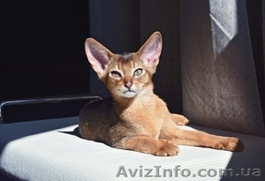 Абиссинский котенок - роскошный подарок для ваших близких  - <ro>Изображение</ro><ru>Изображение</ru> #2, <ru>Объявление</ru> #1493089