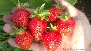 Купить рассаду клубники