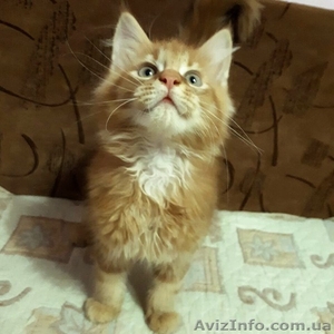 Чистокровные котята Мейн-Куны - <ro>Изображение</ro><ru>Изображение</ru> #2, <ru>Объявление</ru> #1637324