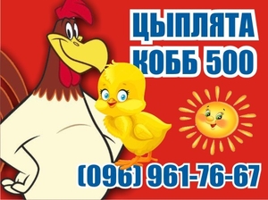Супер Цыплята бройлер КОББ-500 - <ro>Изображение</ro><ru>Изображение</ru> #5, <ru>Объявление</ru> #1572411