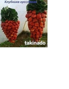 Рассада клубники 2 грн. Херсон