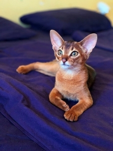 Абиссинский котенок - роскошный подарок для ваших близких  - <ro>Изображение</ro><ru>Изображение</ru> #5, <ru>Объявление</ru> #1493089