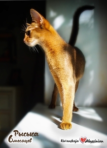Абиссинская кошка (котята) - <ro>Изображение</ro><ru>Изображение</ru> #3, <ru>Объявление</ru> #1647883