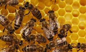 Продаються бджолосім'ї, рамки, суш - <ro>Изображение</ro><ru>Изображение</ru> #1, <ru>Объявление</ru> #1685944