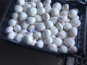 Продаем свежие грибы шампиньоны со своего производства - <ro>Изображение</ro><ru>Изображение</ru> #2, <ru>Объявление</ru> #952429