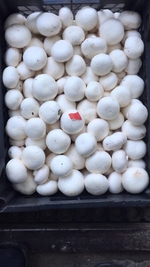 Продаем свежие грибы шампиньоны со своего производства - <ro>Изображение</ro><ru>Изображение</ru> #3, <ru>Объявление</ru> #952429