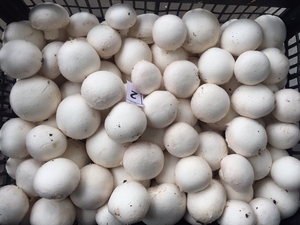 Продаем свежие грибы шампиньоны со своего производства - <ro>Изображение</ro><ru>Изображение</ru> #4, <ru>Объявление</ru> #952429