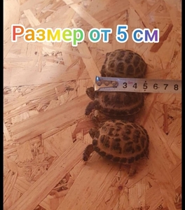 Черепахи сухопутные продам - <ro>Изображение</ro><ru>Изображение</ru> #2, <ru>Объявление</ru> #1695081