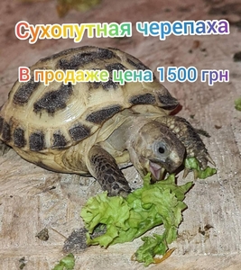 Черепахи сухопутные продам - <ro>Изображение</ro><ru>Изображение</ru> #3, <ru>Объявление</ru> #1695081