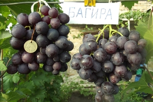 Саженцы винограда Багира - <ro>Изображение</ro><ru>Изображение</ru> #1, <ru>Объявление</ru> #1698543
