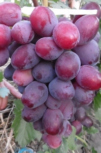 Саженцы винограда Эверест - <ro>Изображение</ro><ru>Изображение</ru> #1, <ru>Объявление</ru> #1698542