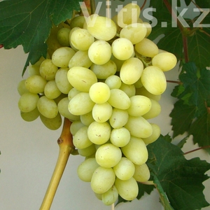 Саженцы винограда Ландыш - <ro>Изображение</ro><ru>Изображение</ru> #1, <ru>Объявление</ru> #1698562