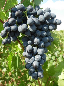 Саженцы винограда Молдова - <ro>Изображение</ro><ru>Изображение</ru> #1, <ru>Объявление</ru> #1698511
