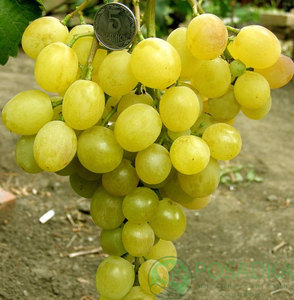 Саженцы винограда Озон - <ro>Изображение</ro><ru>Изображение</ru> #1, <ru>Объявление</ru> #1698526