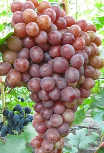 Саженцы винограда Сиреневый Туман - <ro>Изображение</ro><ru>Изображение</ru> #1, <ru>Объявление</ru> #1698537