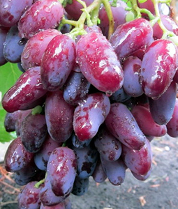 Саженцы винограда Шерхан - <ro>Изображение</ro><ru>Изображение</ru> #1, <ru>Объявление</ru> #1698564
