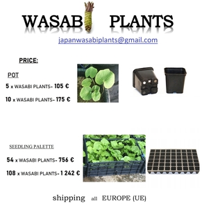 54 x WASABI PLANTS sadzonki sushi plant pflanze japan farm seed - <ro>Изображение</ro><ru>Изображение</ru> #3, <ru>Объявление</ru> #1701342