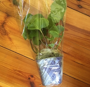 54 x WASABI PLANTS sadzonki sushi plant pflanze japan farm seed - <ro>Изображение</ro><ru>Изображение</ru> #2, <ru>Объявление</ru> #1701342