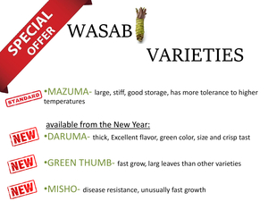 54 x WASABI PLANTS sadzonki sushi plant pflanze japan farm seed - <ro>Изображение</ro><ru>Изображение</ru> #7, <ru>Объявление</ru> #1701342