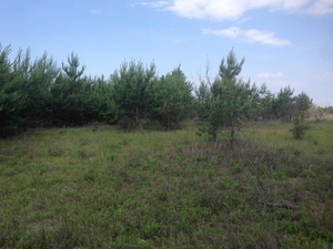 Продам участок с лесом в 19 км от Киева - <ro>Изображение</ro><ru>Изображение</ru> #4, <ru>Объявление</ru> #1705497