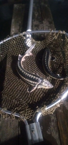 Мальок осетра оптом