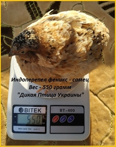 Инкубационные яйца перепелов. - <ro>Изображение</ro><ru>Изображение</ru> #1, <ru>Объявление</ru> #1711186