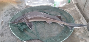 Зарыбок осетра