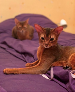 Абиссинский котенок - роскошный подарок для ваших близких  - <ro>Изображение</ro><ru>Изображение</ru> #1, <ru>Объявление</ru> #1493089