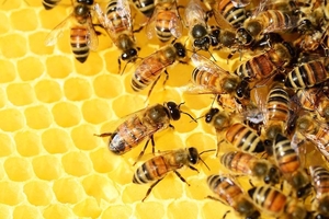 Продаются пчелосемьи, недорого. Продам бджіл недорого. - <ro>Изображение</ro><ru>Изображение</ru> #1, <ru>Объявление</ru> #1725230