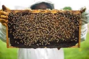 Продаются пчелосемьи, недорого. Продам бджіл недорого. - <ro>Изображение</ro><ru>Изображение</ru> #3, <ru>Объявление</ru> #1725230