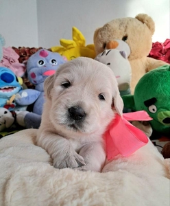 Цуценята золотистого ретрівера Оt Bahur #1748116