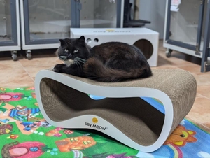 Котоготель у центрі Києва – турбота,  комфорт і любов для вашого улюбленця! #1749727