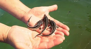 Продам русского малька #1749475