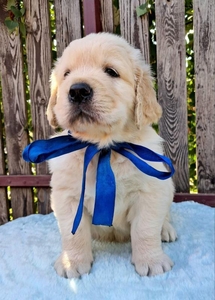 Ot Bahur цуценята золотистого ретрівера.  #1750660