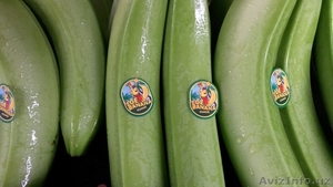 Бананы зелёные оптом - <ro>Изображение</ro><ru>Изображение</ru> #2, <ru>Объявление</ru> #329805