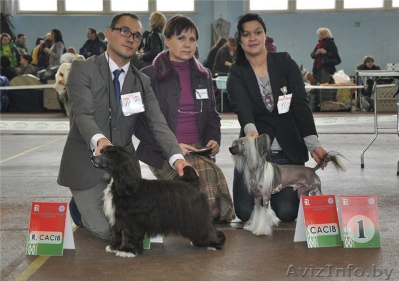 Китайской хохлатой ИнтерЧемпион приглашает подруг на вязку - <ro>Изображение</ro><ru>Изображение</ru> #5, <ru>Объявление</ru> #512395