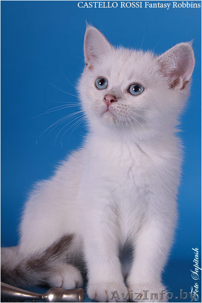 Продаются очаровательные британские котята - <ro>Изображение</ro><ru>Изображение</ru> #3, <ru>Объявление</ru> #378282