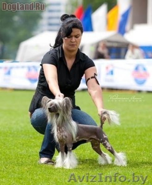 Китайской хохлатой ИнтерЧемпион приглашает подруг на вязку - <ro>Изображение</ro><ru>Изображение</ru> #6, <ru>Объявление</ru> #512395