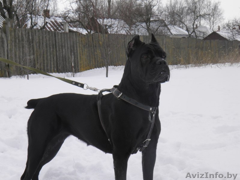 Кане корсо. Высоко-породные щенки. - <ro>Изображение</ro><ru>Изображение</ru> #1, <ru>Объявление</ru> #135901