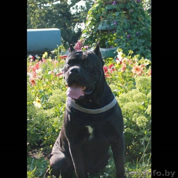 Кане корсо. Высоко-породные щенки. - <ro>Изображение</ro><ru>Изображение</ru> #5, <ru>Объявление</ru> #135901