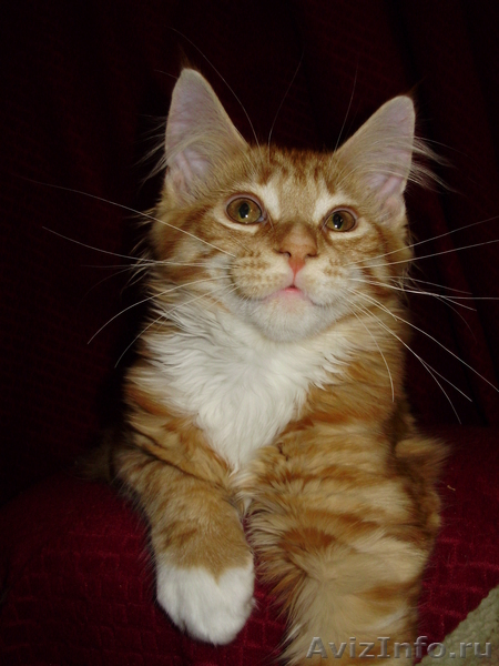 Мейн кун-ласковый великан - <ro>Изображение</ro><ru>Изображение</ru> #5, <ru>Объявление</ru> #23481