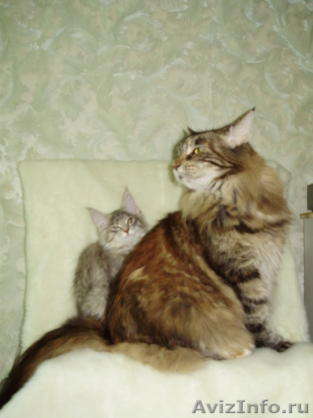 Мейн кун-ласковый великан - <ro>Изображение</ro><ru>Изображение</ru> #4, <ru>Объявление</ru> #23481