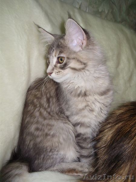 Мейн Кун- добродушный великан - <ro>Изображение</ro><ru>Изображение</ru> #3, <ru>Объявление</ru> #21990