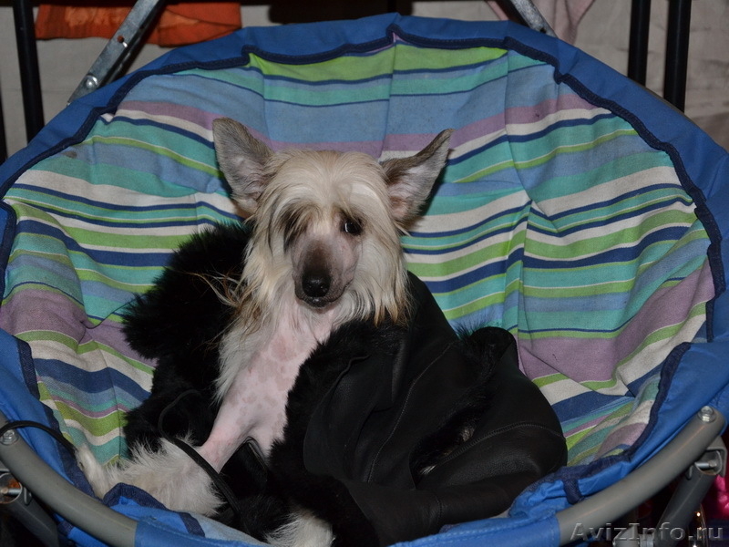 Китайской хохлатой  мальчики от Интер Чемпиона. - <ro>Изображение</ro><ru>Изображение</ru> #5, <ru>Объявление</ru> #746776