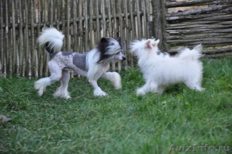 Китайской хохлатой пуховые девочки от ИнтерЧемпиона.. - <ro>Изображение</ro><ru>Изображение</ru> #5, <ru>Объявление</ru> #883810