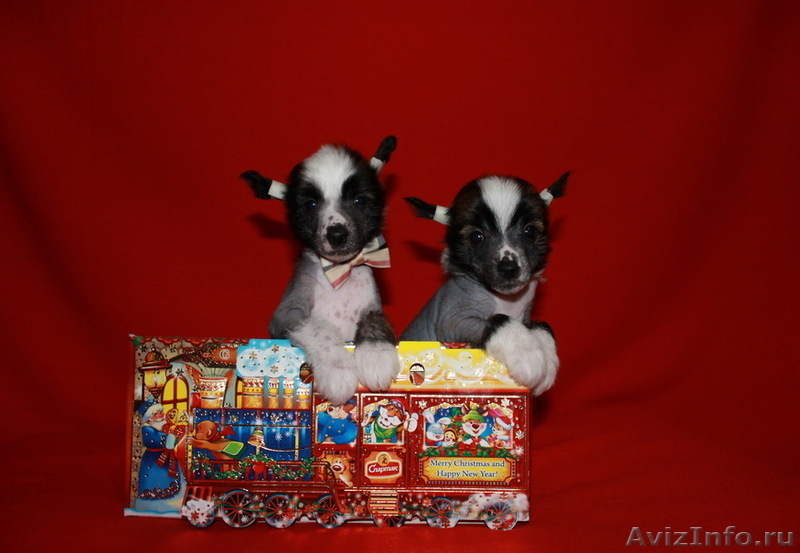 Китайской хохлатой  мальчики от Интер Чемпиона. - <ro>Изображение</ro><ru>Изображение</ru> #3, <ru>Объявление</ru> #746776