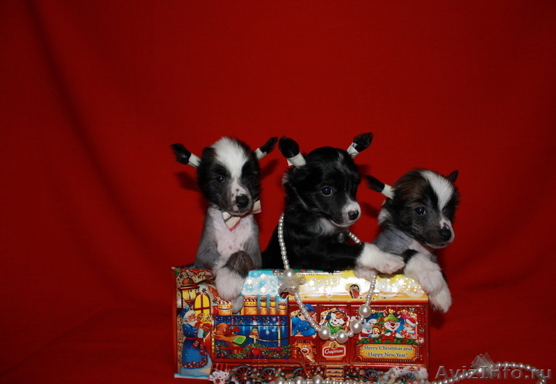 Китайской хохлатой пуховые девочки от ИнтерЧемпиона.. - <ro>Изображение</ro><ru>Изображение</ru> #2, <ru>Объявление</ru> #883810