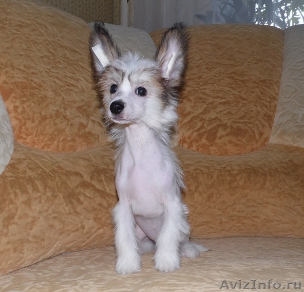 Китайской хохлатой  мальчики от Интер Чемпиона. - <ro>Изображение</ro><ru>Изображение</ru> #2, <ru>Объявление</ru> #746776